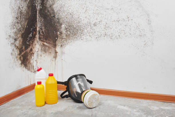 Best Certified Mold Removal  in Topeka, IN