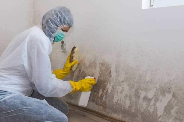 Best Mold Remediation Services  in Topeka, IN