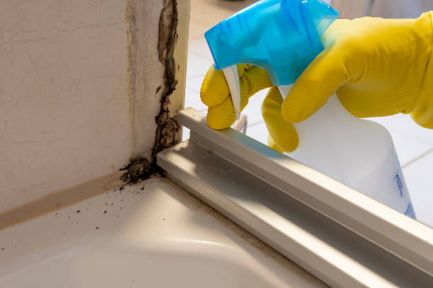 Mold Removal and Inspection in Topeka, IN