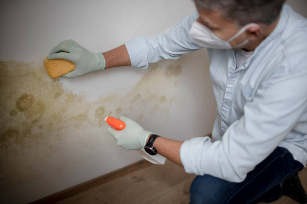 Best Local Mold Removal Service  in Topeka, IN