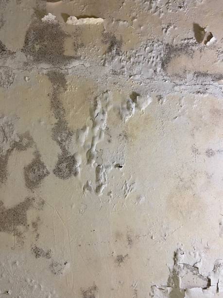 Best Mold Removal Specialists  in Topeka, IN