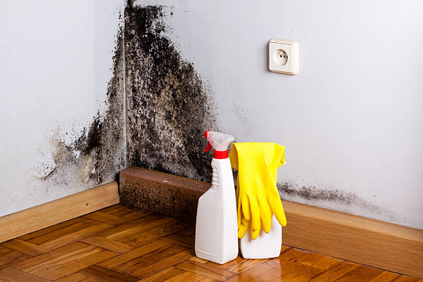 Best Crawl Space Mold Removal  in Topeka, IN