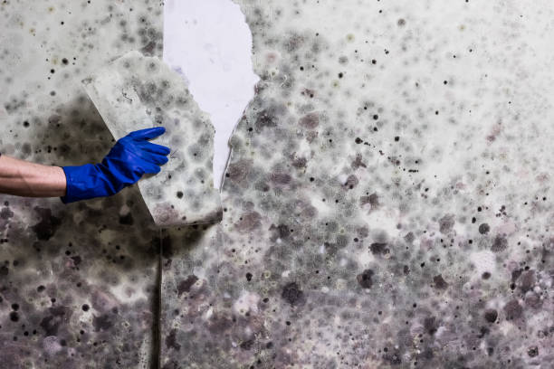 Best Mold Testing  in Topeka, IN