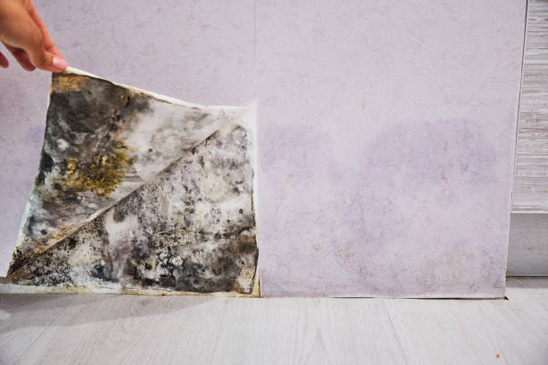 Best Same-Day Mold Removal  in Topeka, IN